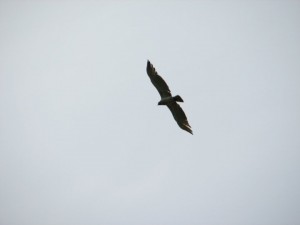 faucon zaghouan