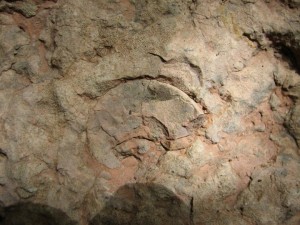 fossile zaghouan