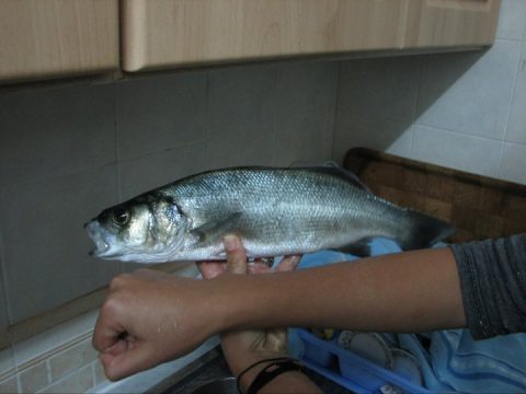 bar-loup-surfcasting