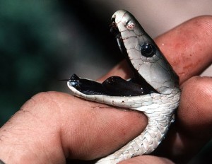 Mamba noir mort  (Mang'ola, Tanzanie)