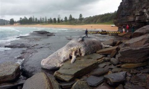 Cachalot-Australie-AFP