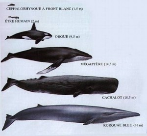 tailles des mammifères marins 