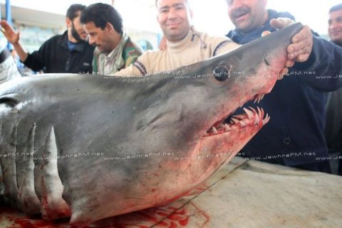 requin01