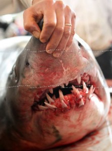 Requin Tunisie Teboulba Crédit Photo Jawhra FM