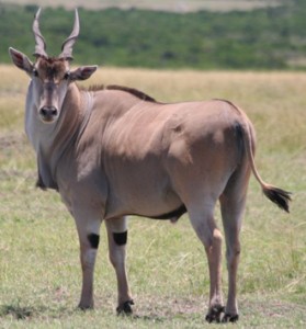 Addax Nasomaculatus Crédit Photo Science blogs