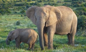 Eléphant Loxodonta africana cyclotis Credit Photo Waza