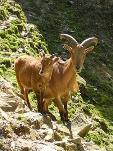 Mouflons à manchettes Crédit Photo Wikipédia