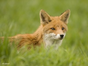 Renard Roux Crédit Photo Insectomaniaelevage