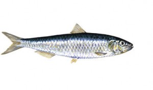 SARDINE  