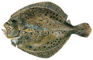 TURBOT 