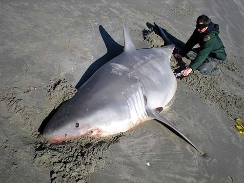 Great_White_Shark_t600 requin hammam lif