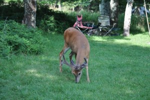 biche shenandoah parc