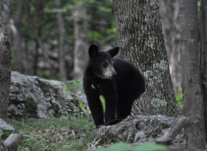 bébé ours noir