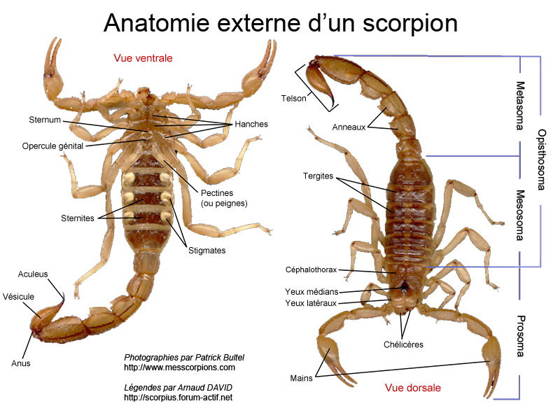 Anatomie scorpion crédit photo terrarioregioncentre.com