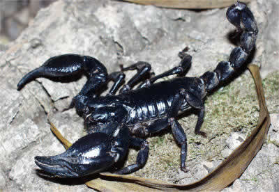 Scorpionidae Crédit photo Animal-World.com