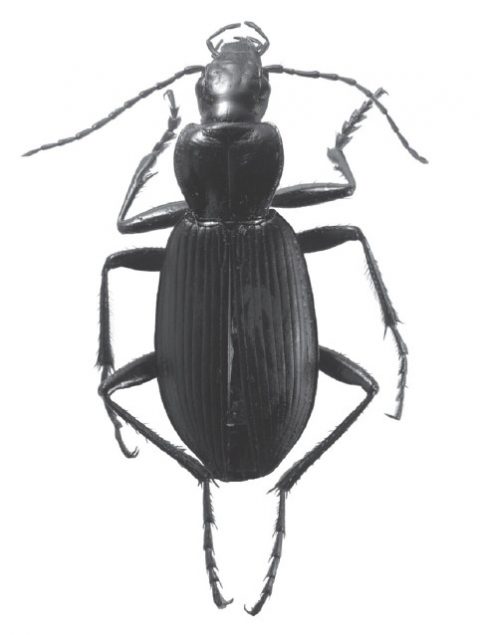 Laemostenus-Sphodroides-tiouirii
