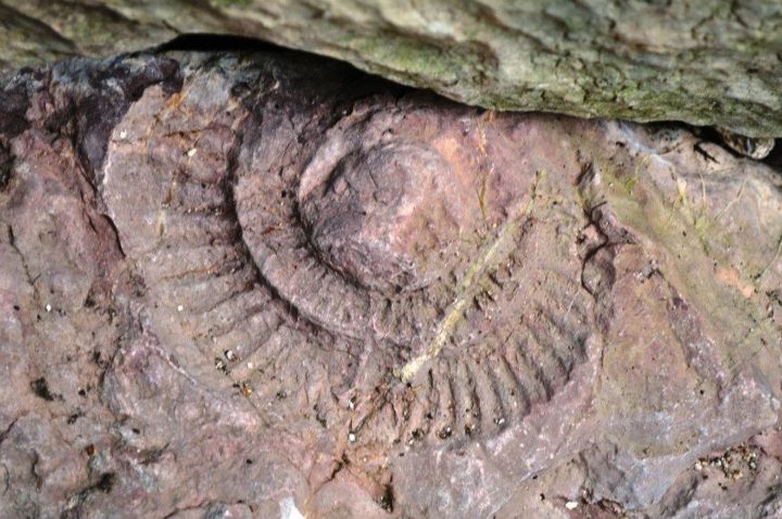 ammonite ere jurassique