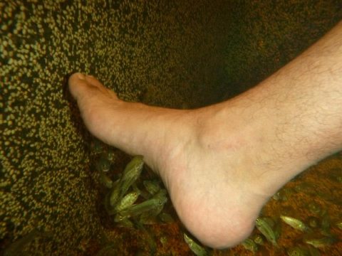 fish-pedicure-malaysia