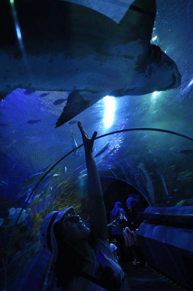 aquaria requin mako