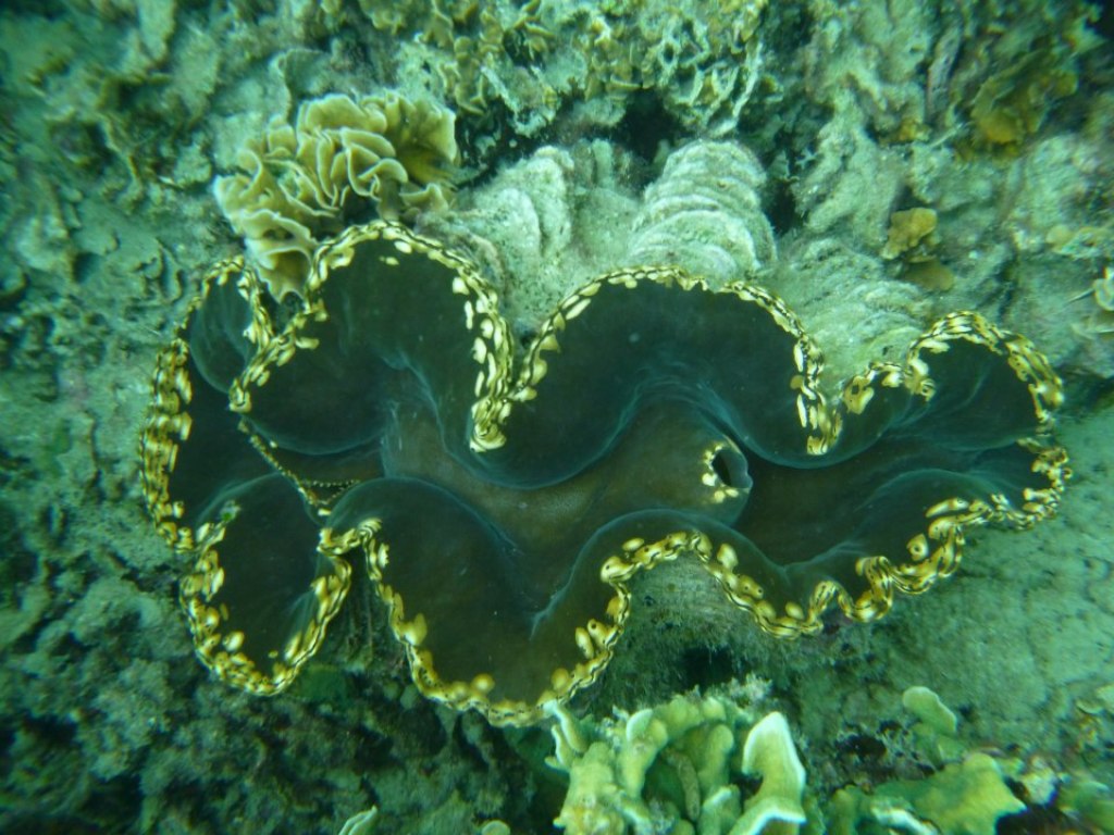 enorme coquillage perhentian