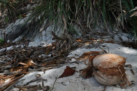 nature-sauvage-turtle-beach-perhentian-besar