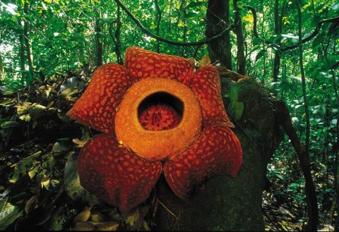 Rafflesiana-cameron-highlands