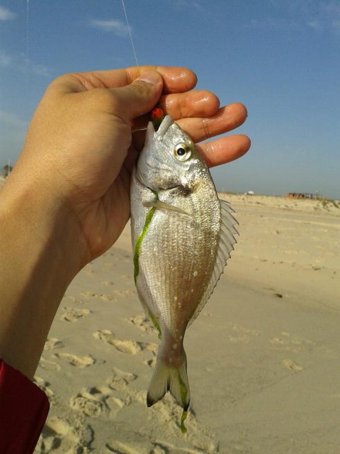 daurade-tunisie
