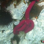 Snorkeling à l’ile de la Galite en Tunisie