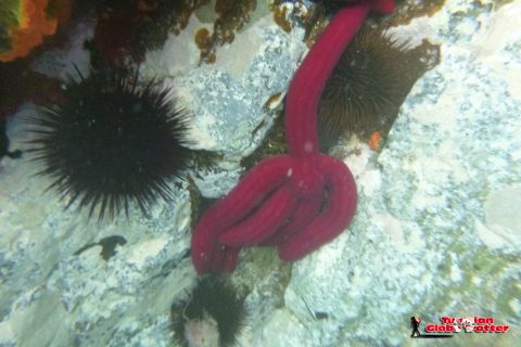 Oursins-et-Etoile-de-mer-Galite